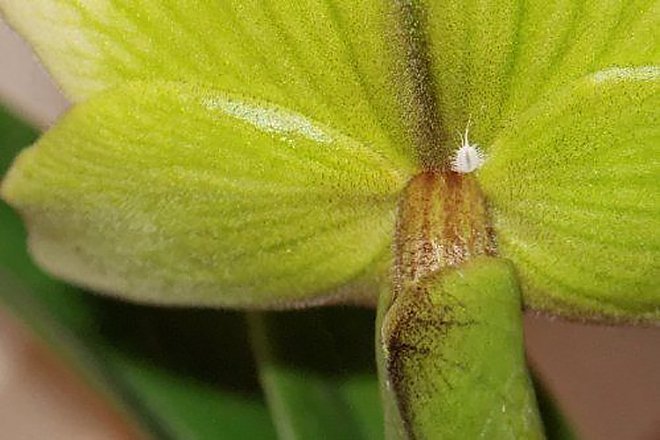 Вредители орхидей: каких врагов нужно знать в 